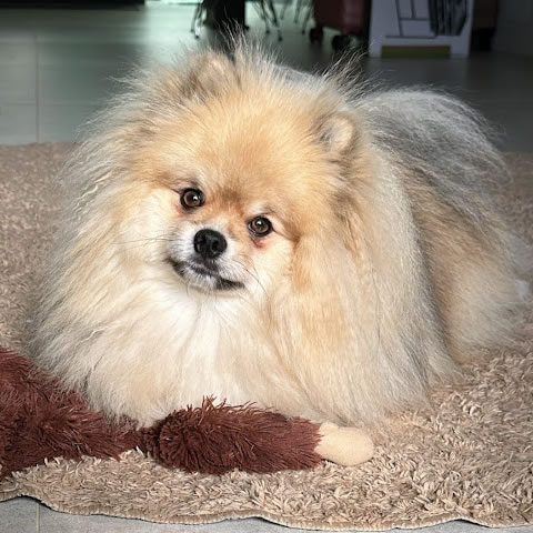 Asian
