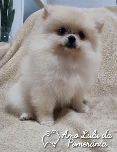 Felipe da Silva Guedes