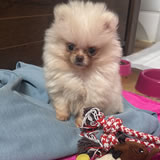 Franciele Machado da Silva 