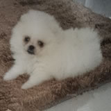 Raul José do Amaral 