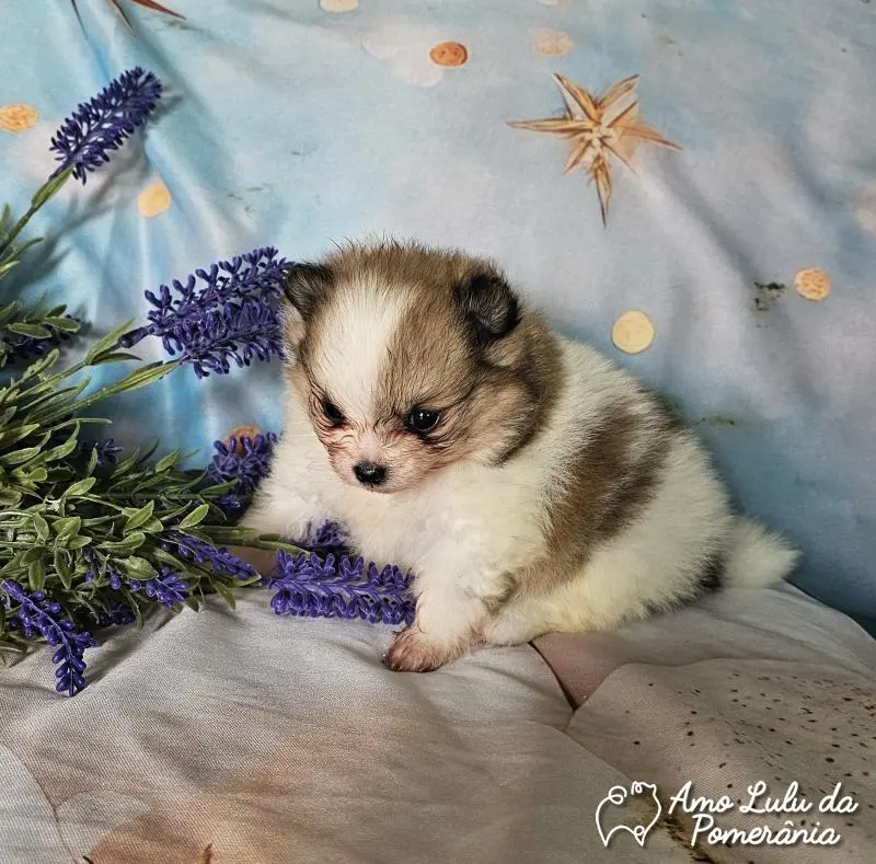 Luis Carlos Hencizo Donadel