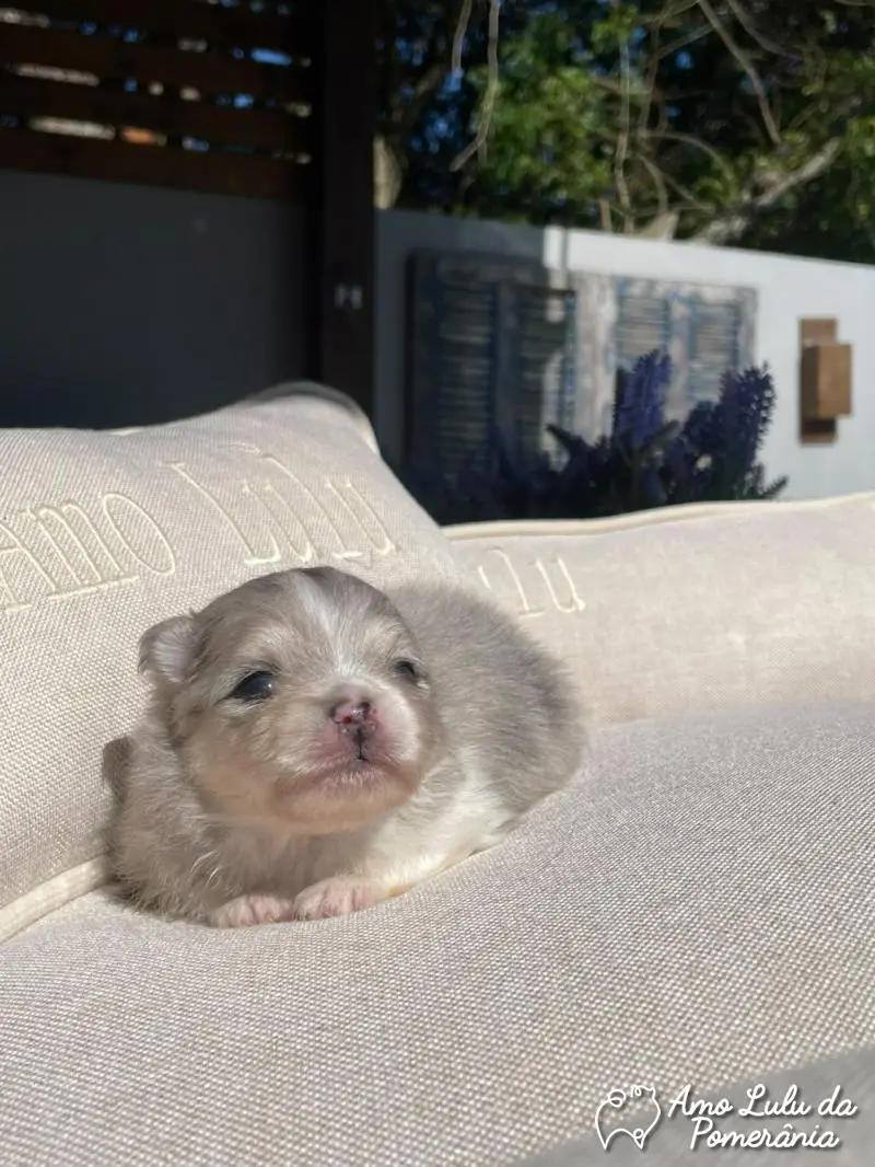 Macho Blue Merle