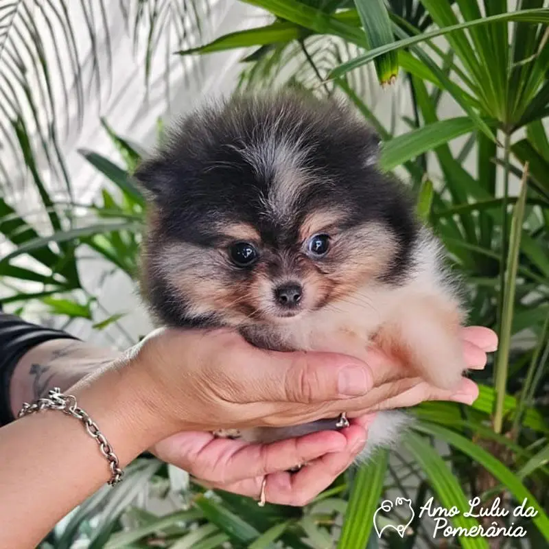 Karine Rosa Bgeginski