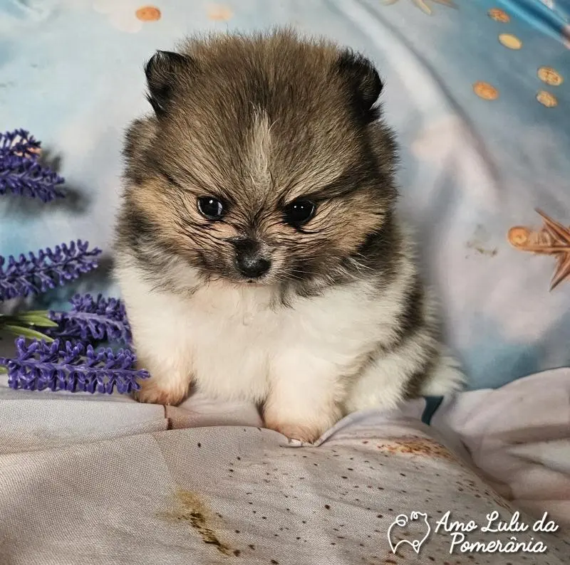 Maria Romina Alonso Fuentes