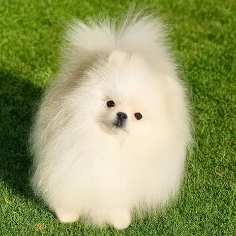 Linhagem Asiática Anã