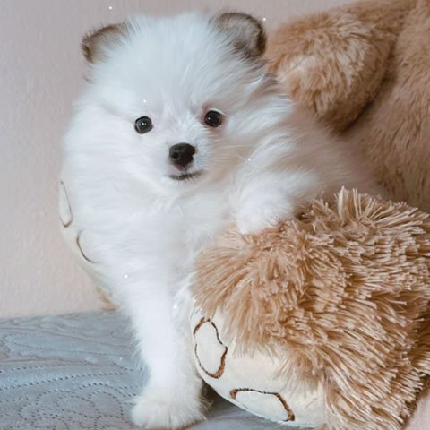 Linaje Asiático Blanco