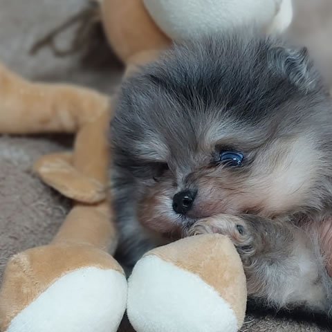 Linaje Asiático Exótico