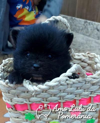 Richard Rodrigues Braga Wolf