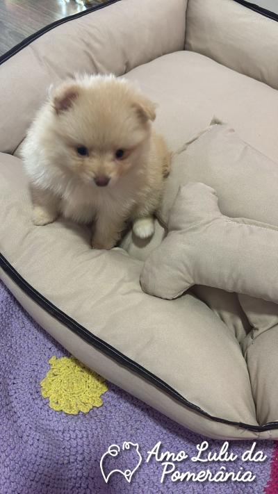 FRANCIELE DA ROSA MALLMANN