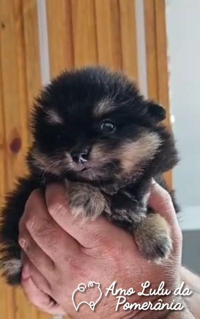 Nelson do Couto Freese Junior