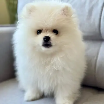 Claudia Prado Itaqui 