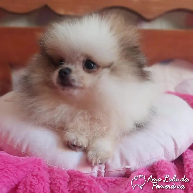 Jaqueline Ferreira Gheno